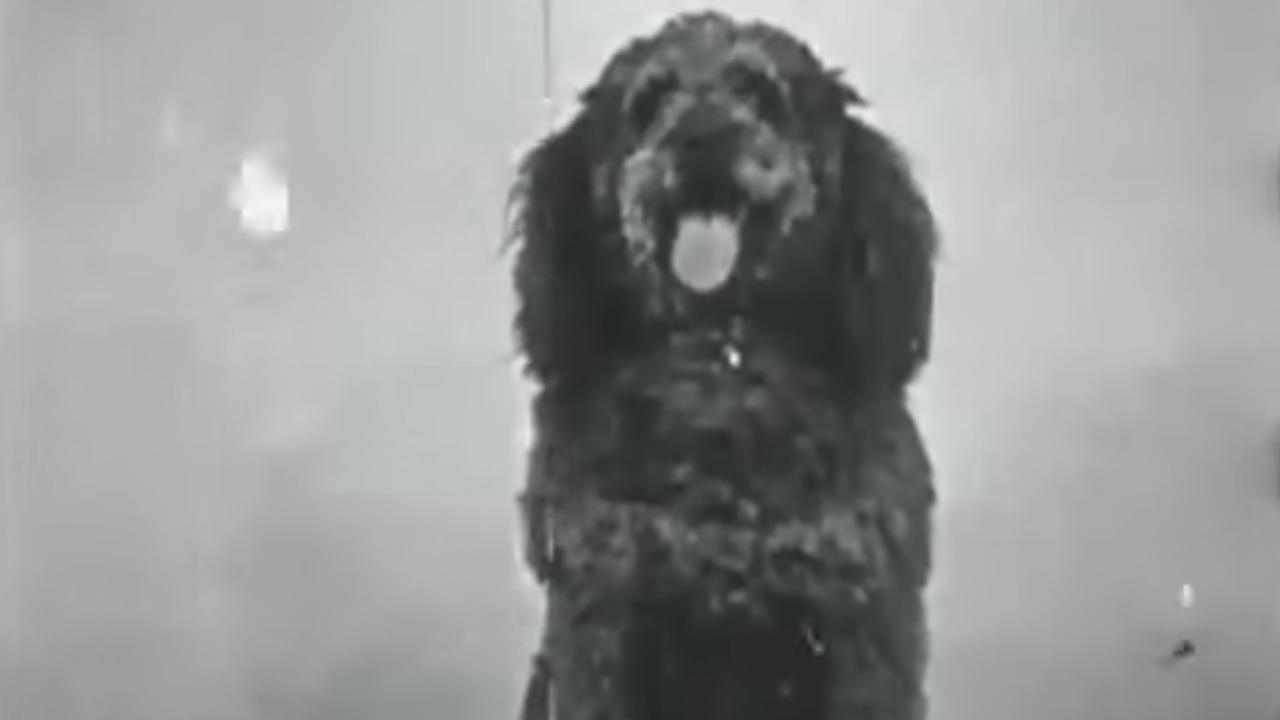 Backdrop image for movie The Race for the Sausage