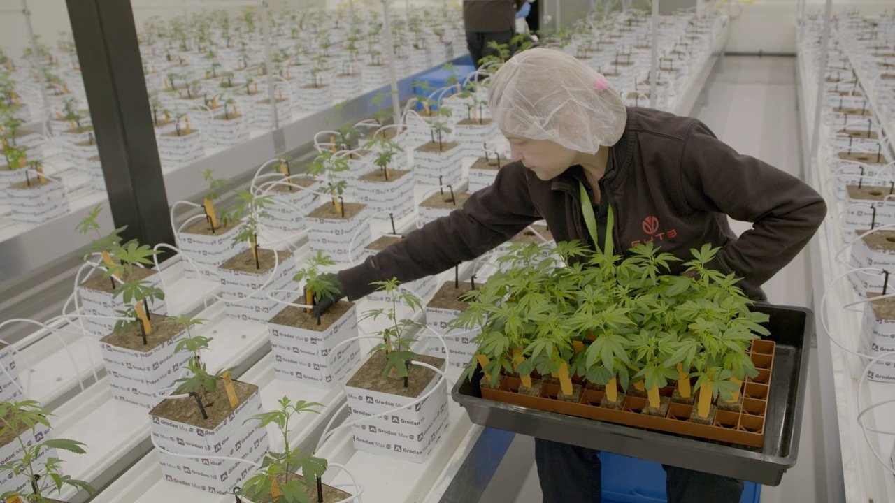 Backdrop image for movie Legal weed 2
