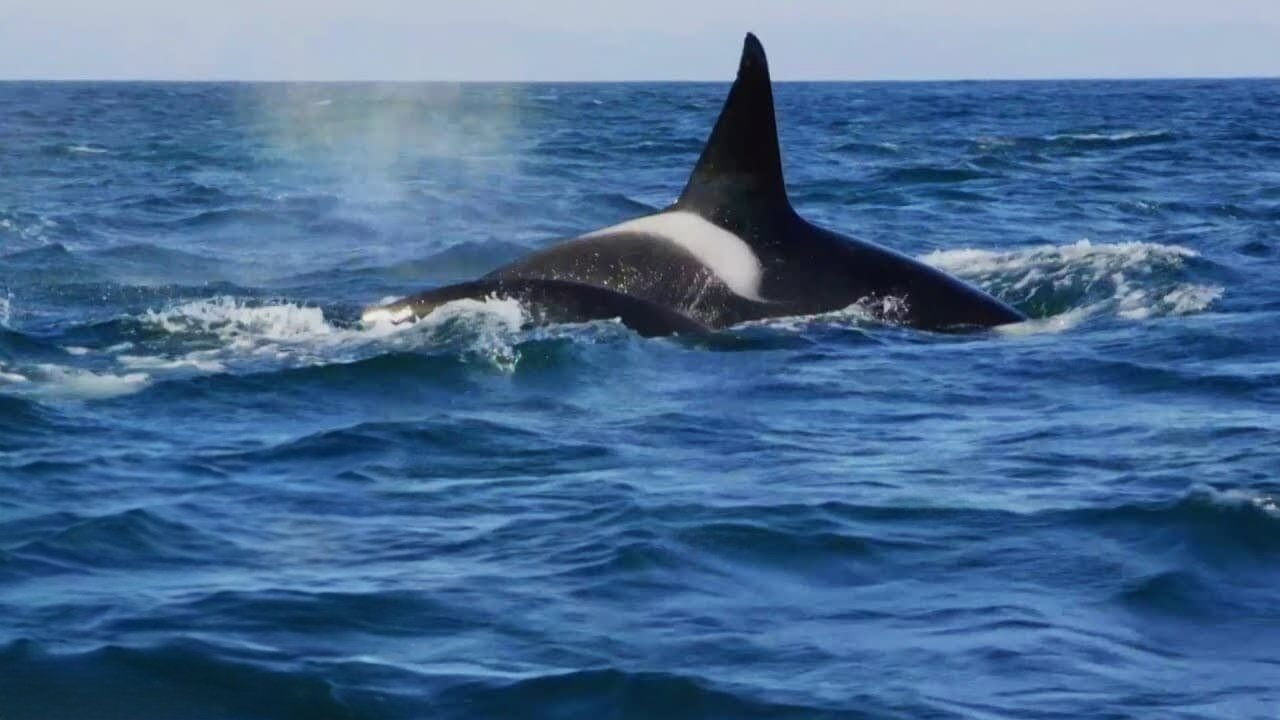 Backdrop image for movie Killer Whales: the Mega Hunt