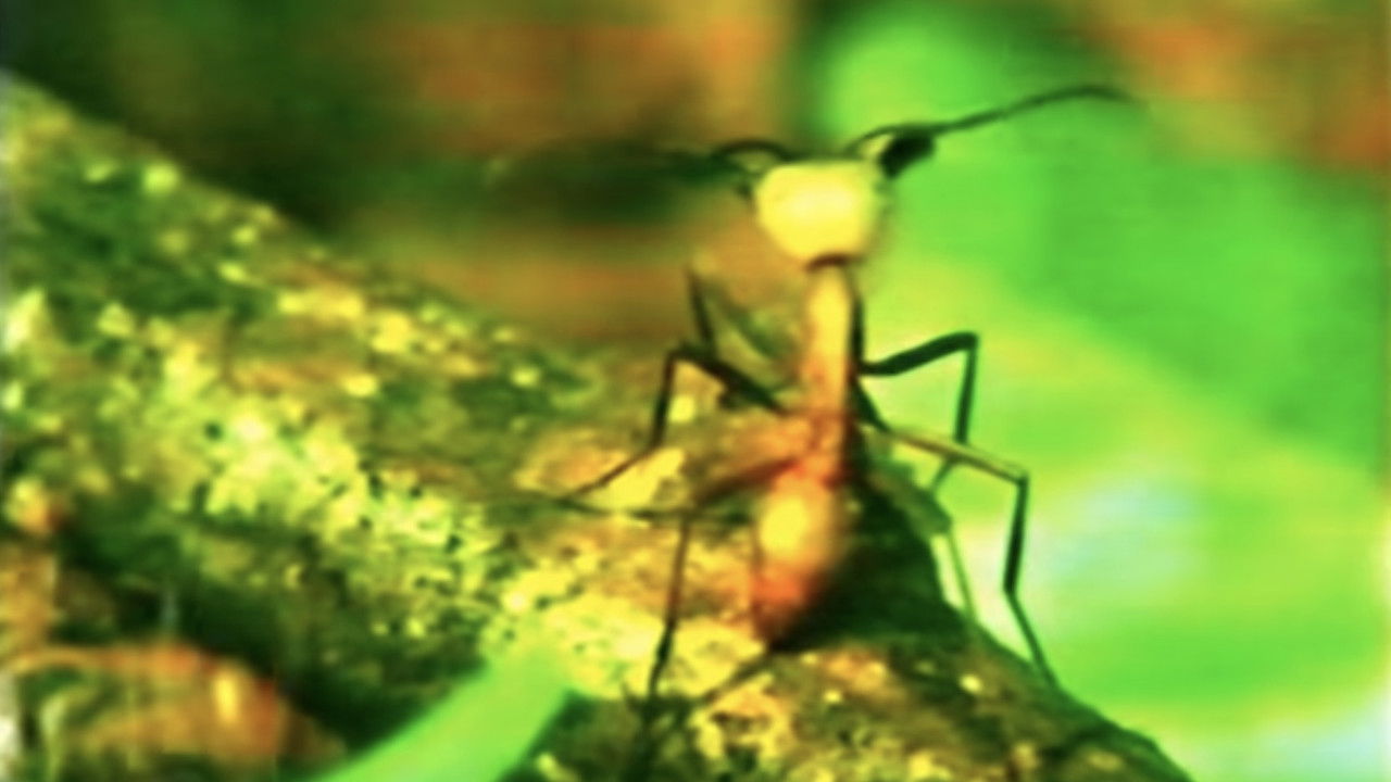 Backdrop image for movie A Thousand Million Million Ants