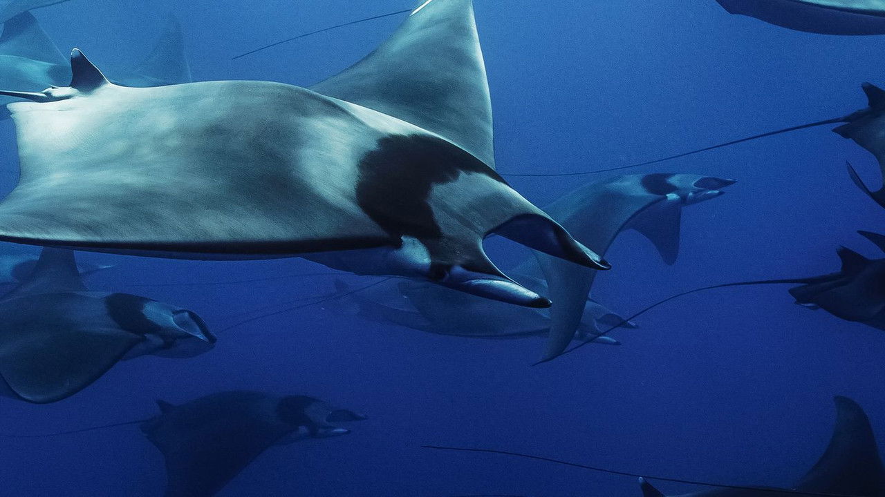 Backdrop image for movie Mobula, la légende des diables