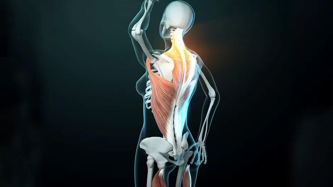 Backdrop image for movie Fascinating Fasciae: The Hidden World Under Our Skin