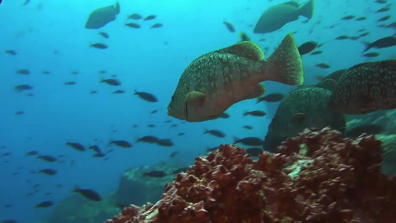 Backdrop image for movie Ocean Predators