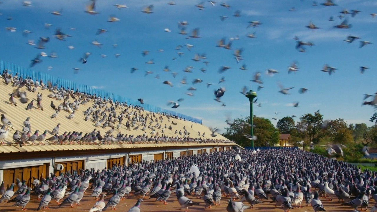 Backdrop image for movie Million Dollar Pigeons