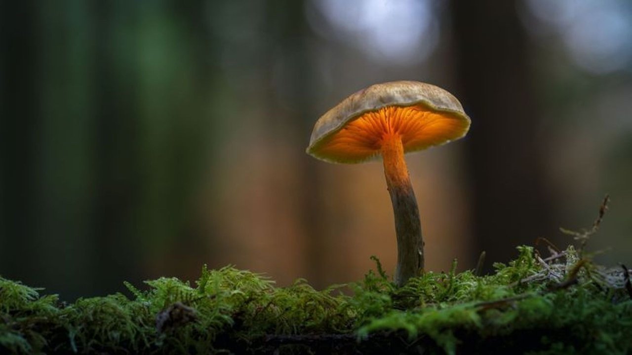 Backdrop image for movie Le monde extraordinaire des champignons