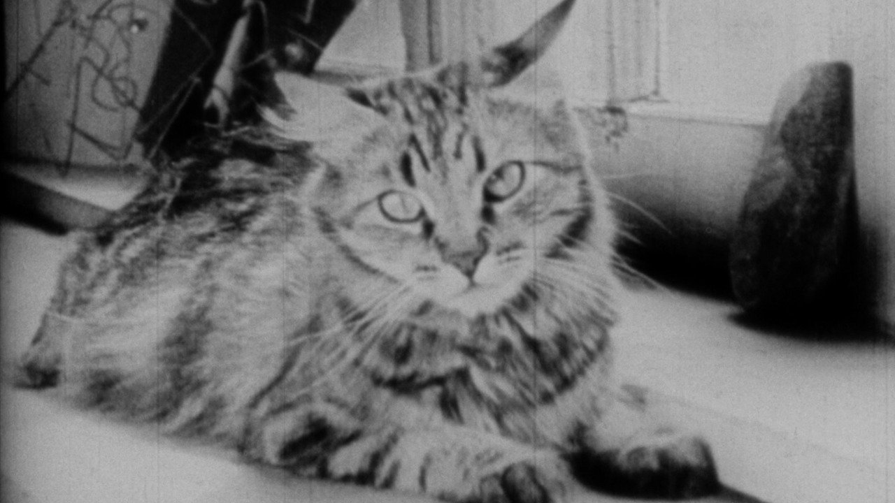 Backdrop image for movie The Private Life of a Cat