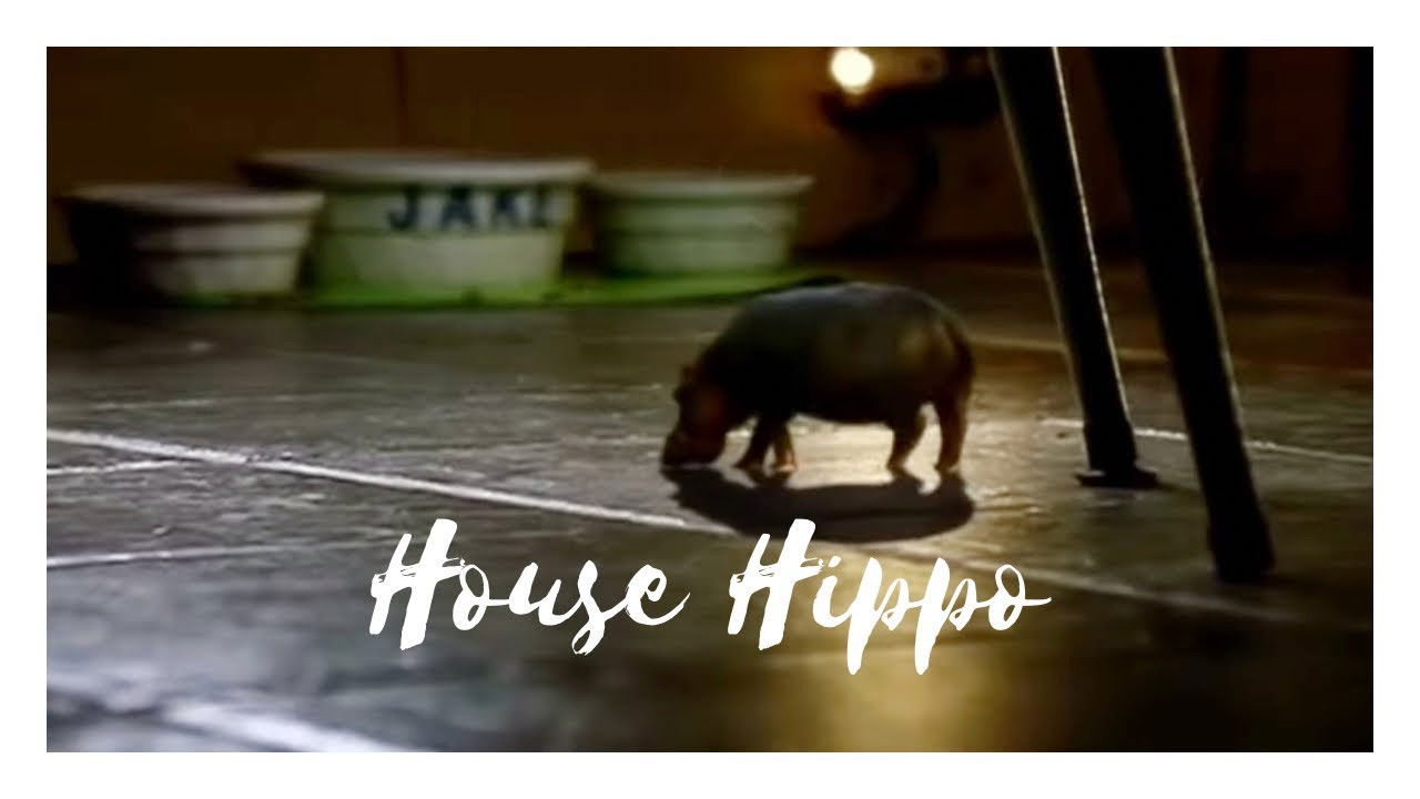 Backdrop image for movie North American House Hippo