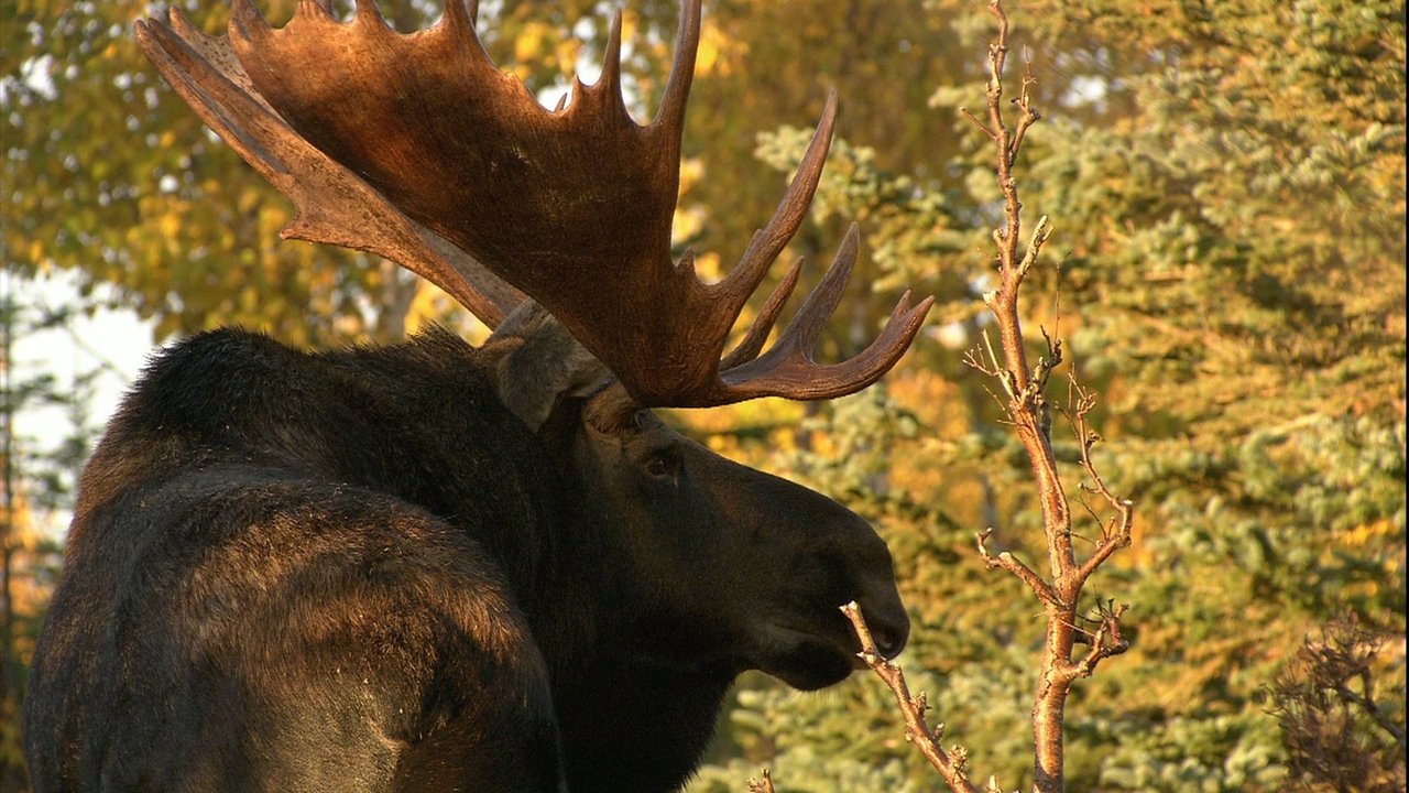 Backdrop image for movie In the Land of the Moose