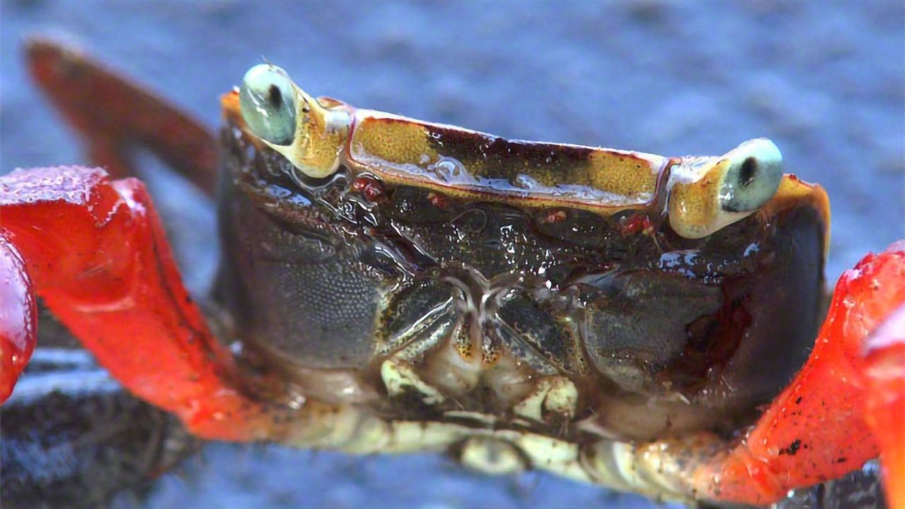 Backdrop image for movie Planet of the Crabs