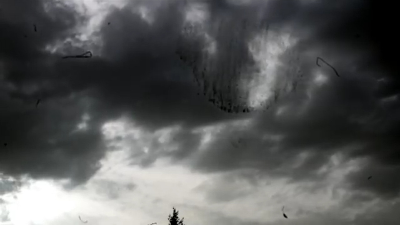 Backdrop image for movie Variations on Iserois Landscapes