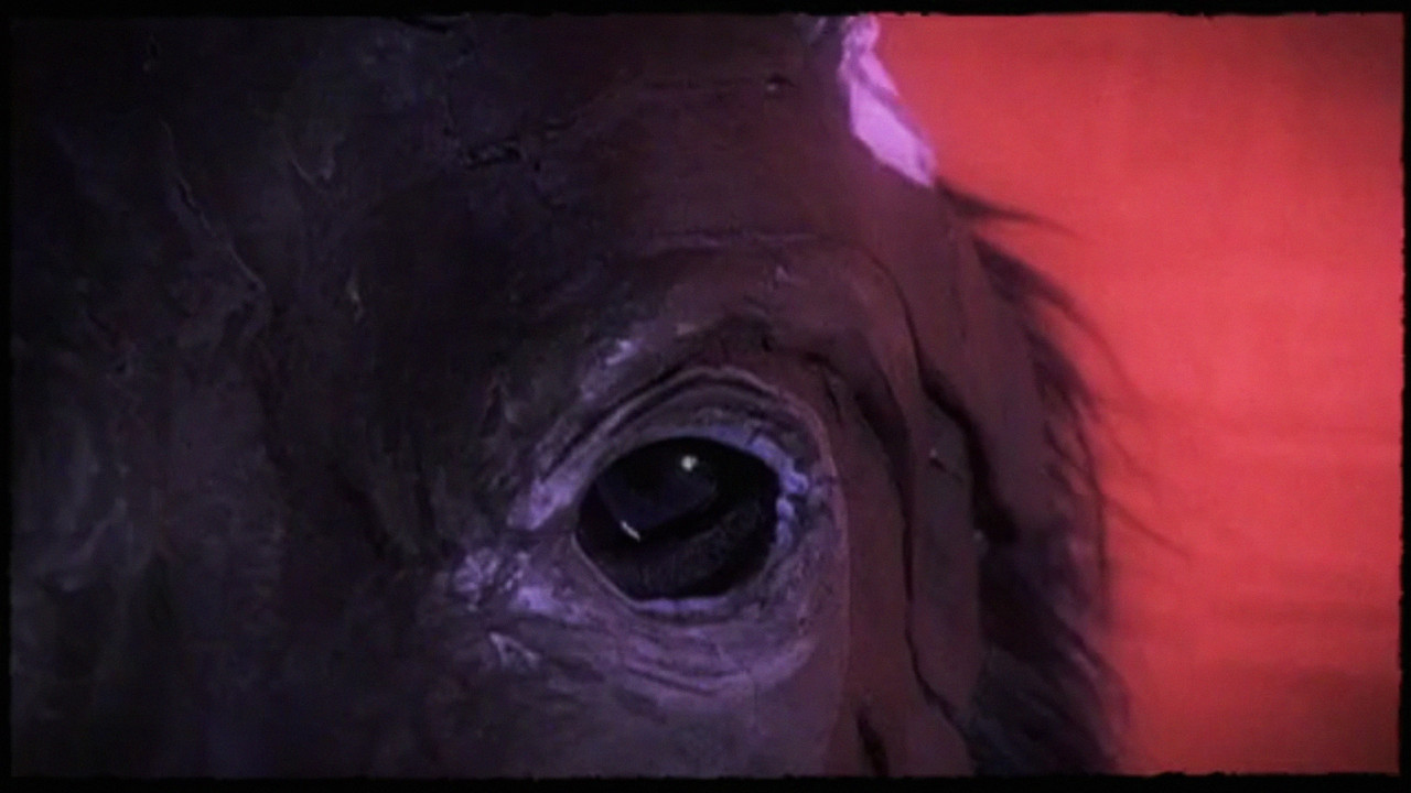 Backdrop image for movie Dog Day - Rome