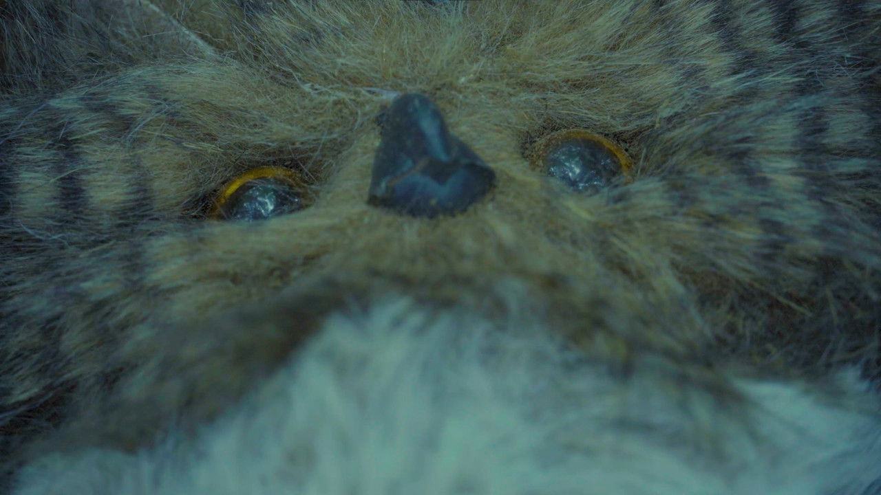 Backdrop image for movie Hoot