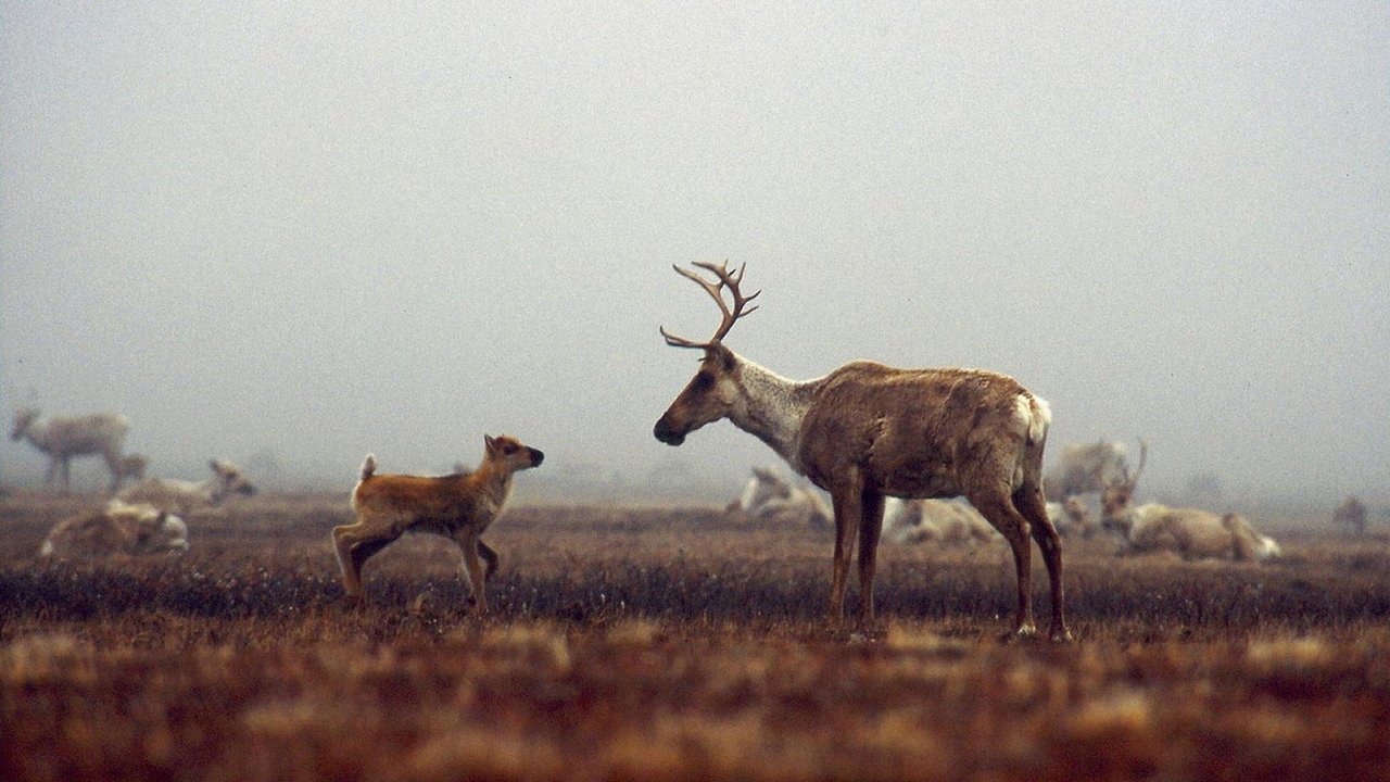 Backdrop image for movie Being Caribou