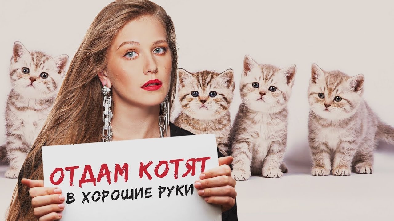 Backdrop image for movie Free Kittens to Good Home