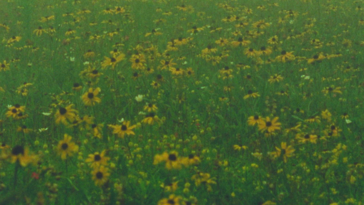 Backdrop image for movie Mountain Wildflowers