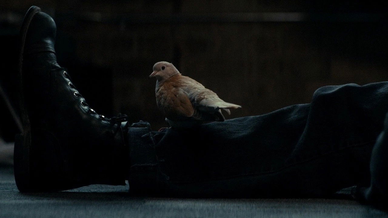 Backdrop image for movie Ring Neck