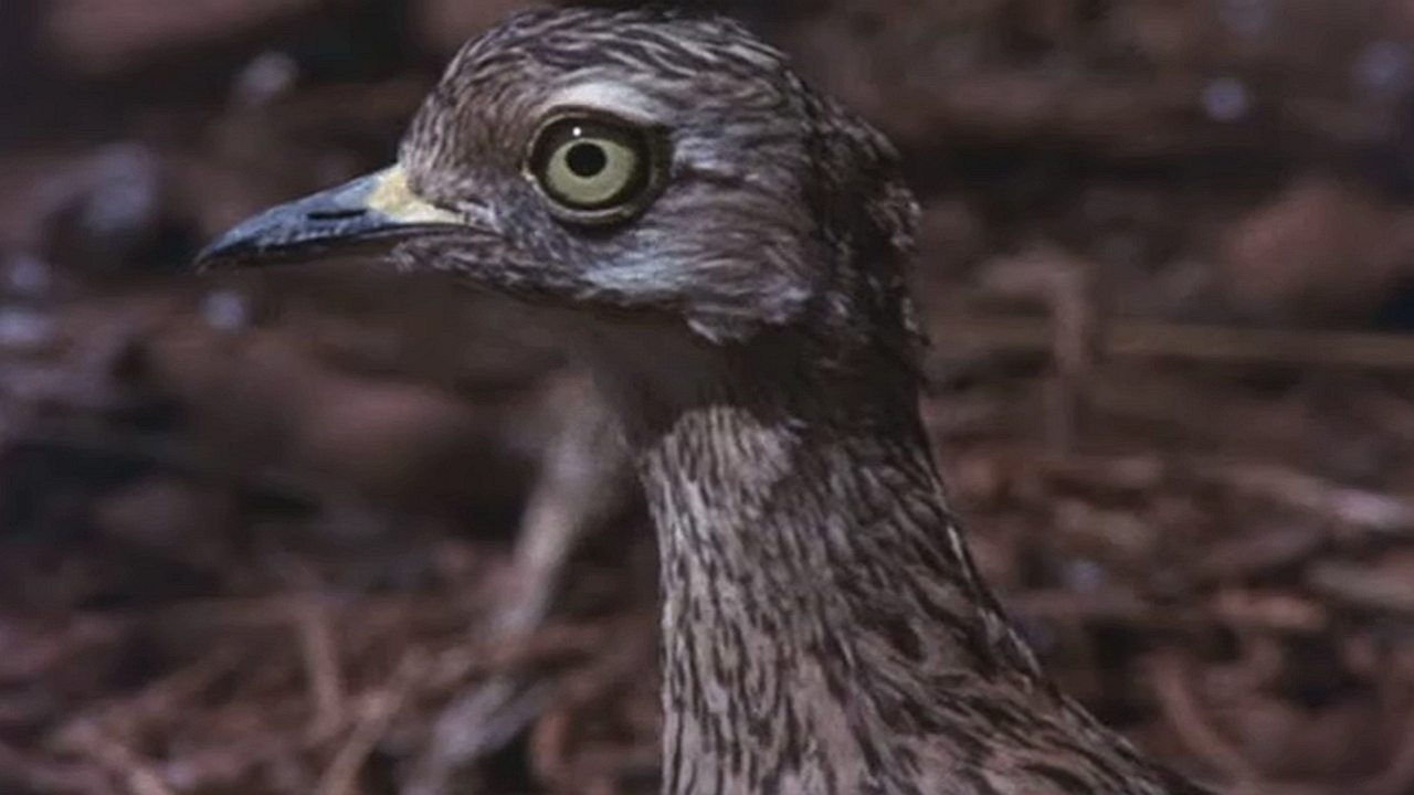 Backdrop image for movie Animals Are Beautiful People