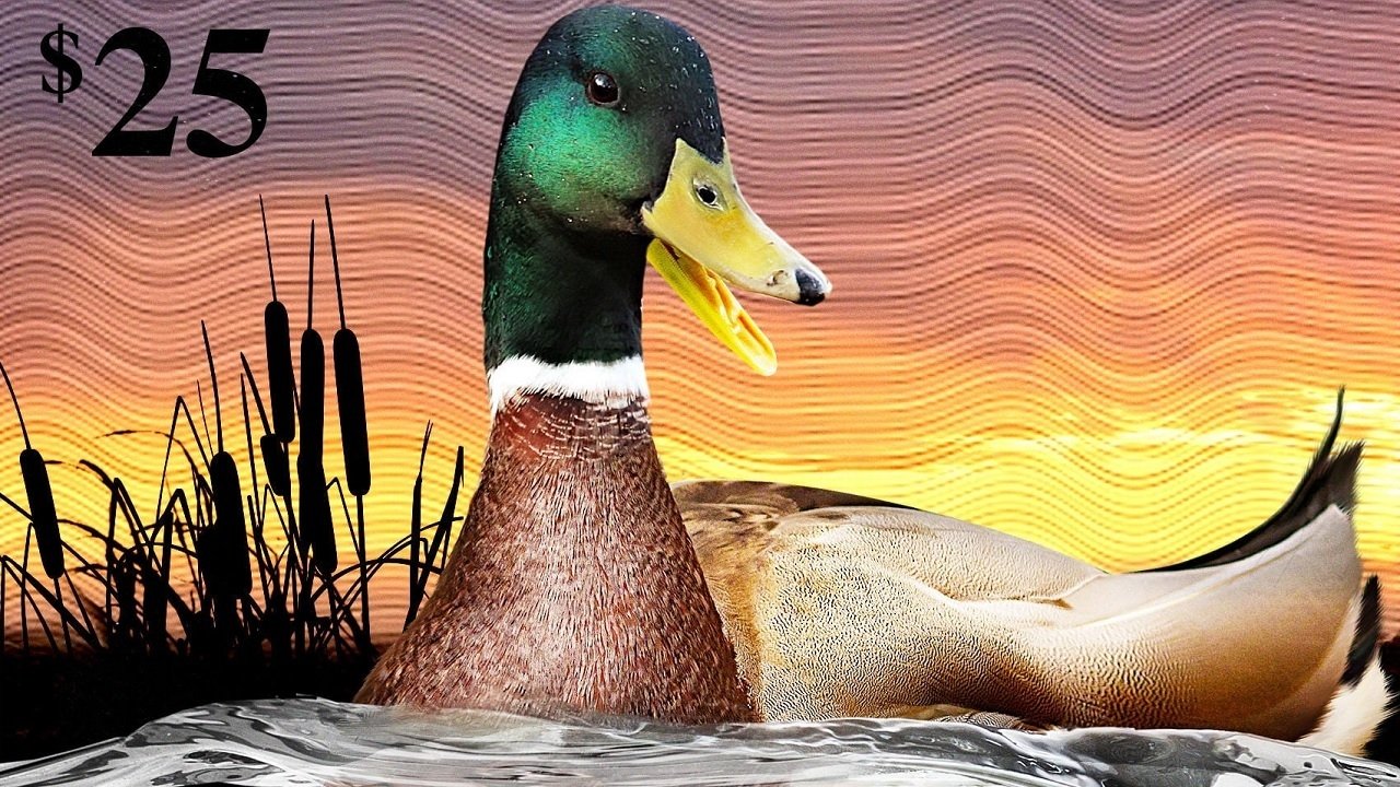 Backdrop image for movie The Million Dollar Duck