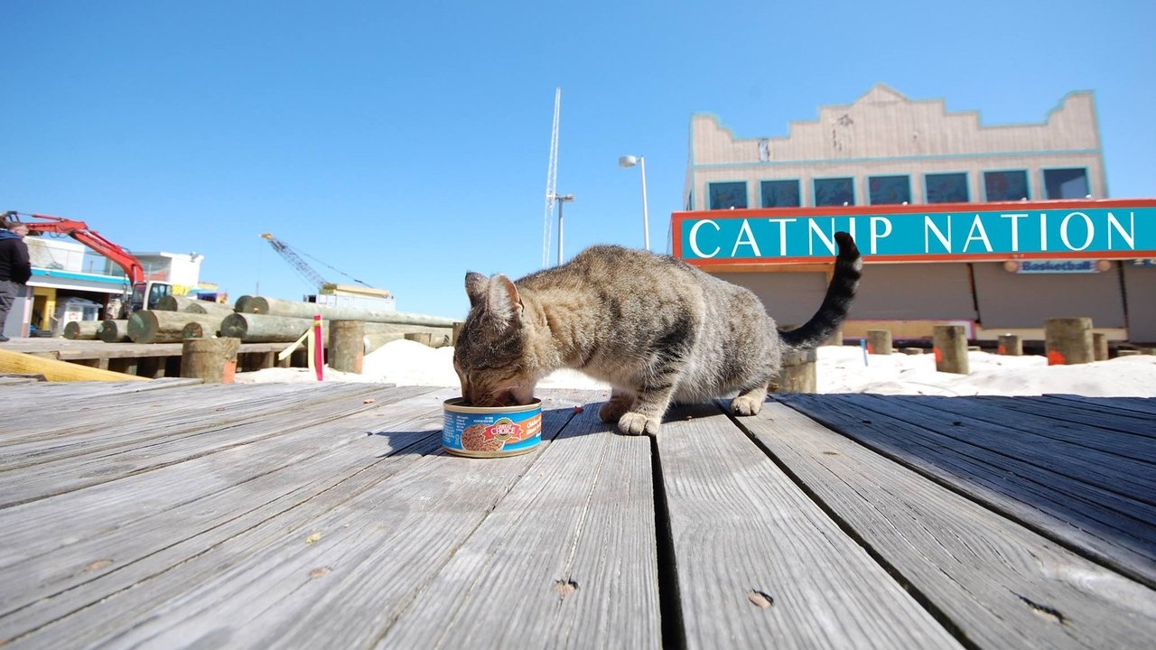 Backdrop image for movie Catnip Nation