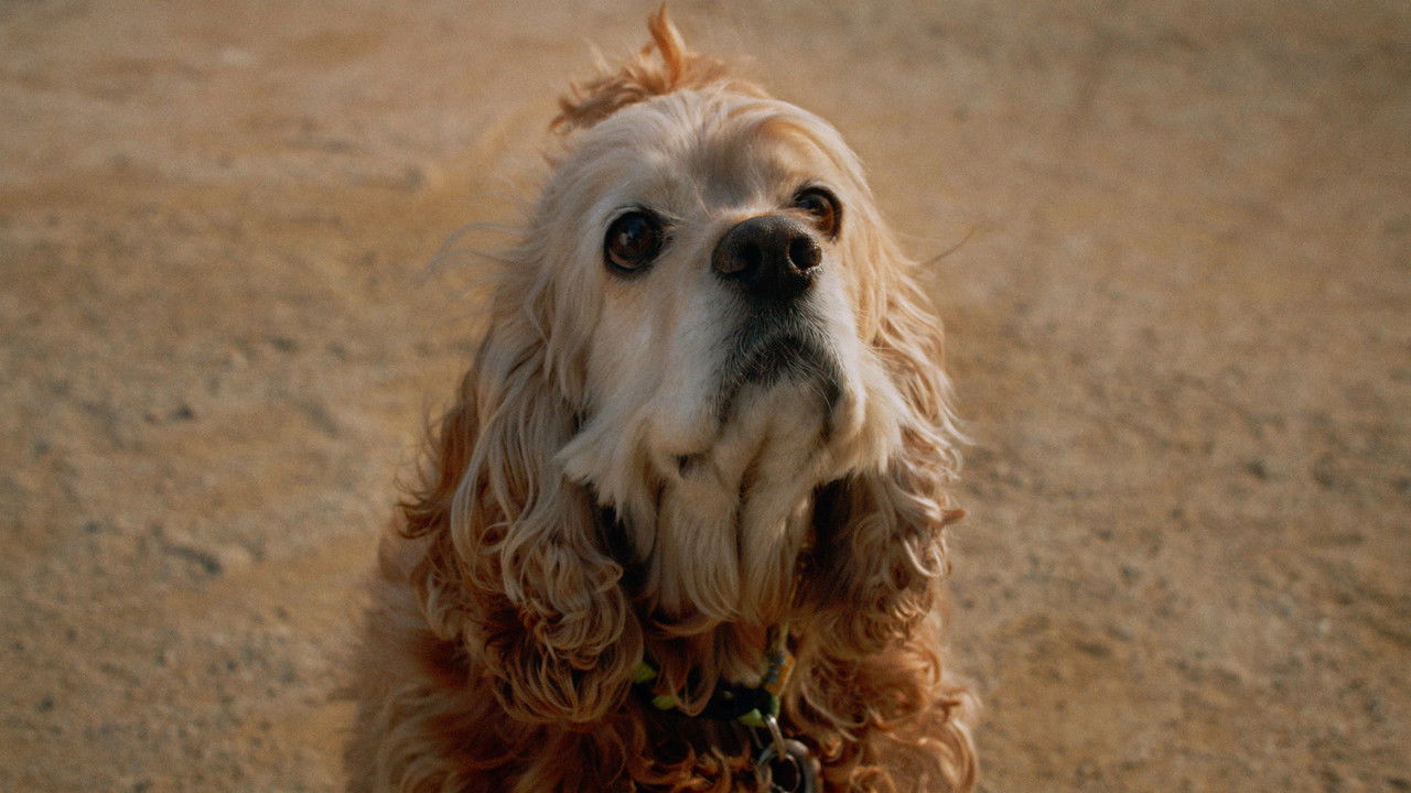 Backdrop image for movie Dog in Translation