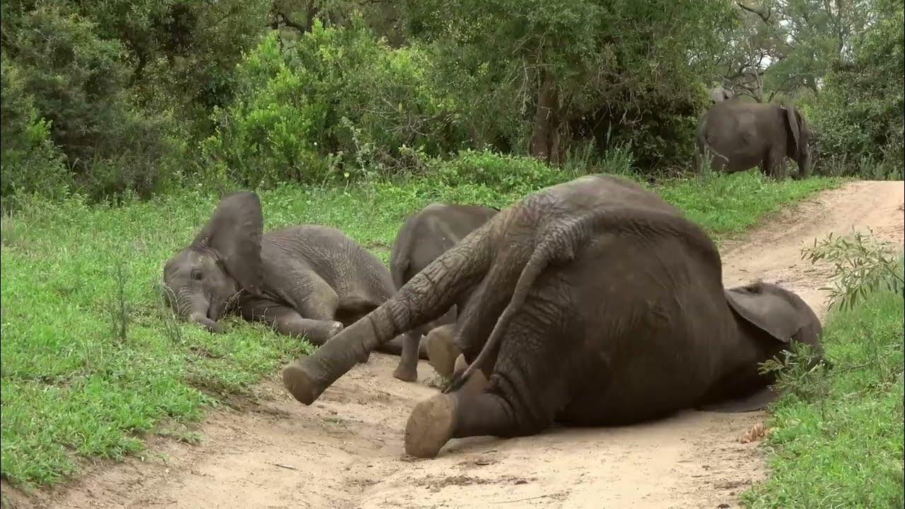 Backdrop image for movie La défonce des animaux