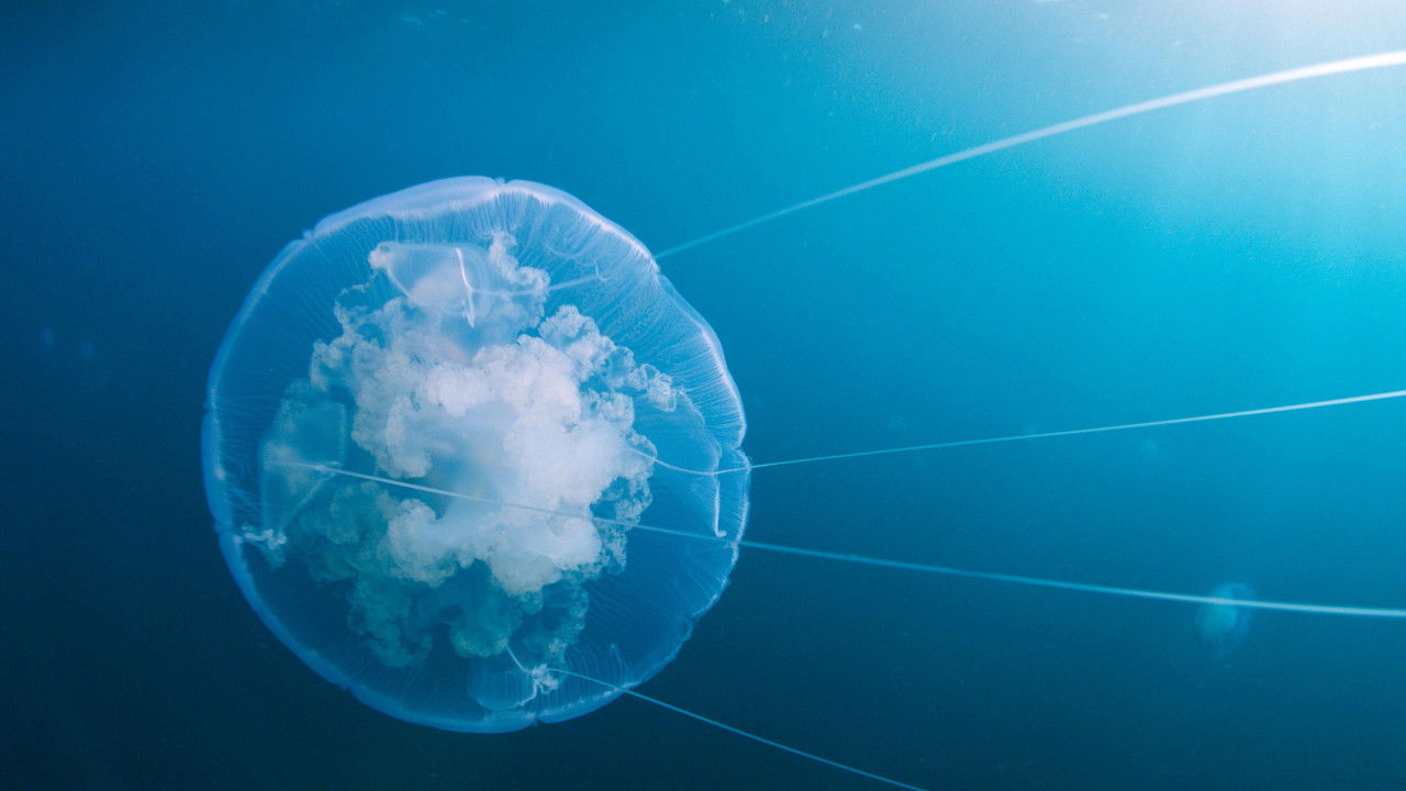 Backdrop image for movie Voyage of Time: Life's Journey