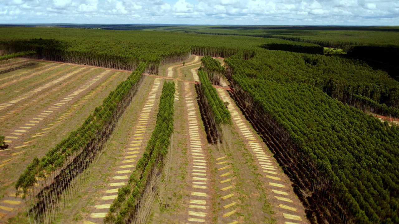 Backdrop image for movie Planter à tout prix - Des arbres pour sauver la planète ?