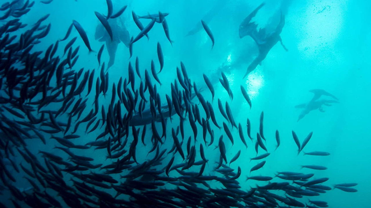 Backdrop image for movie Wild Ocean