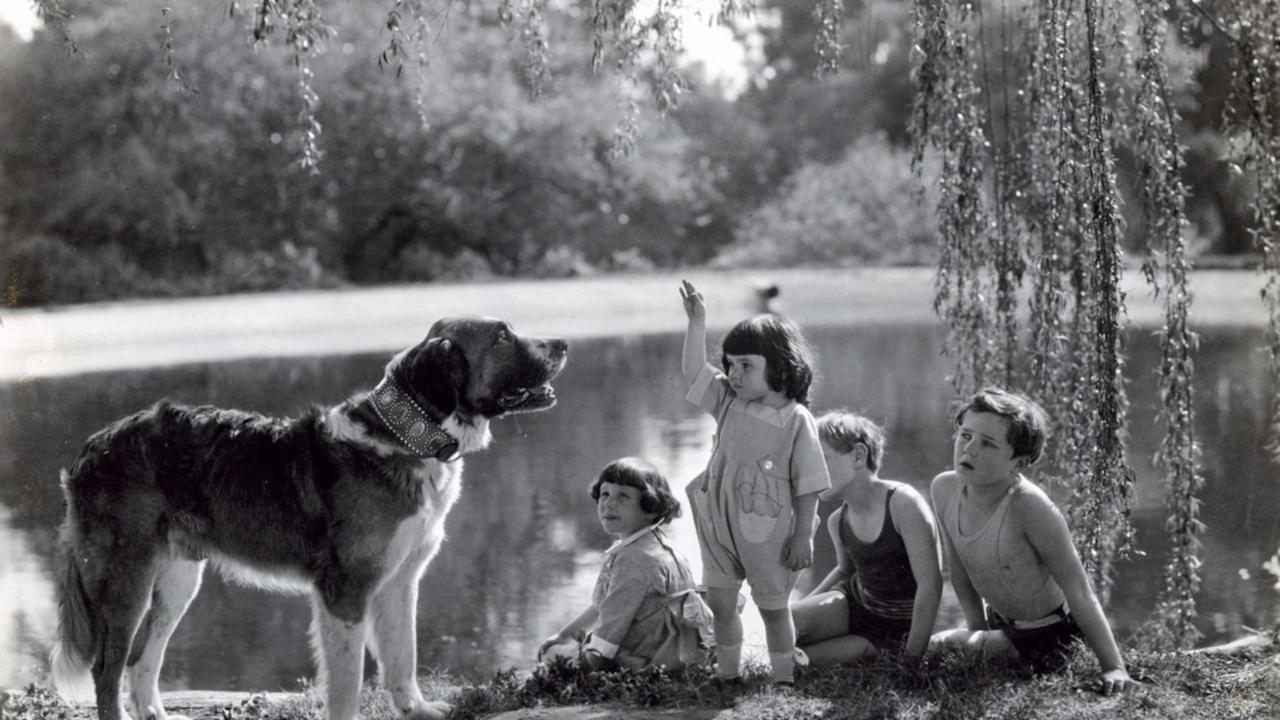 Backdrop image for movie The Call of the Wild