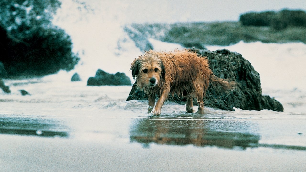 Backdrop image for movie Benji the Hunted