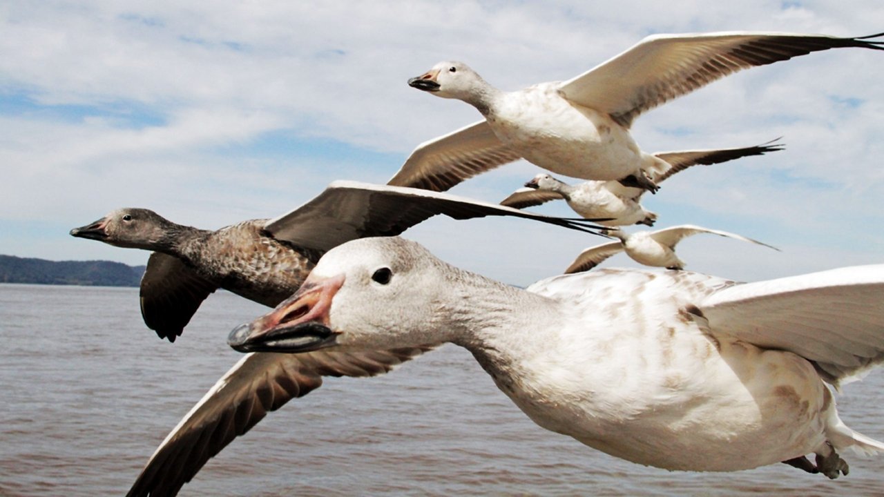 Backdrop image for movie Earthflight