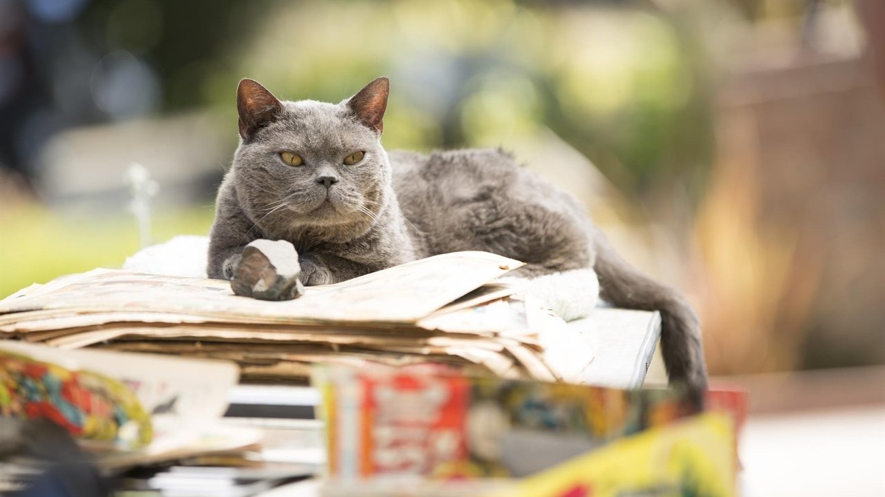 Backdrop image for movie Murder of a Cat