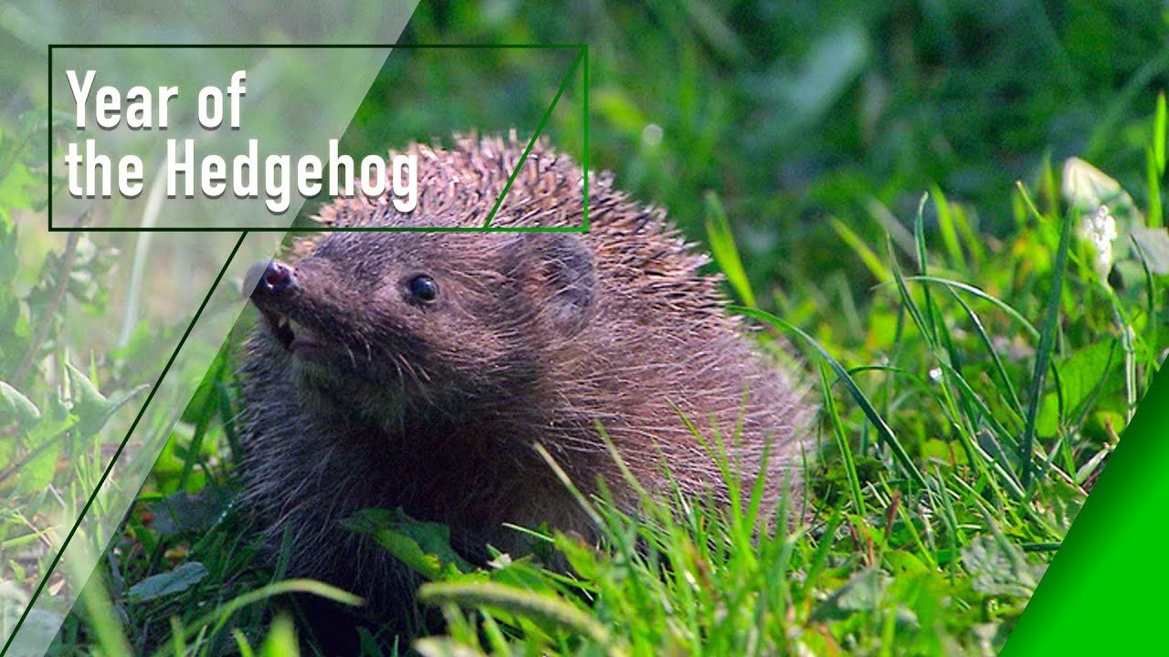 Backdrop image for movie Year of the Hedgehog
