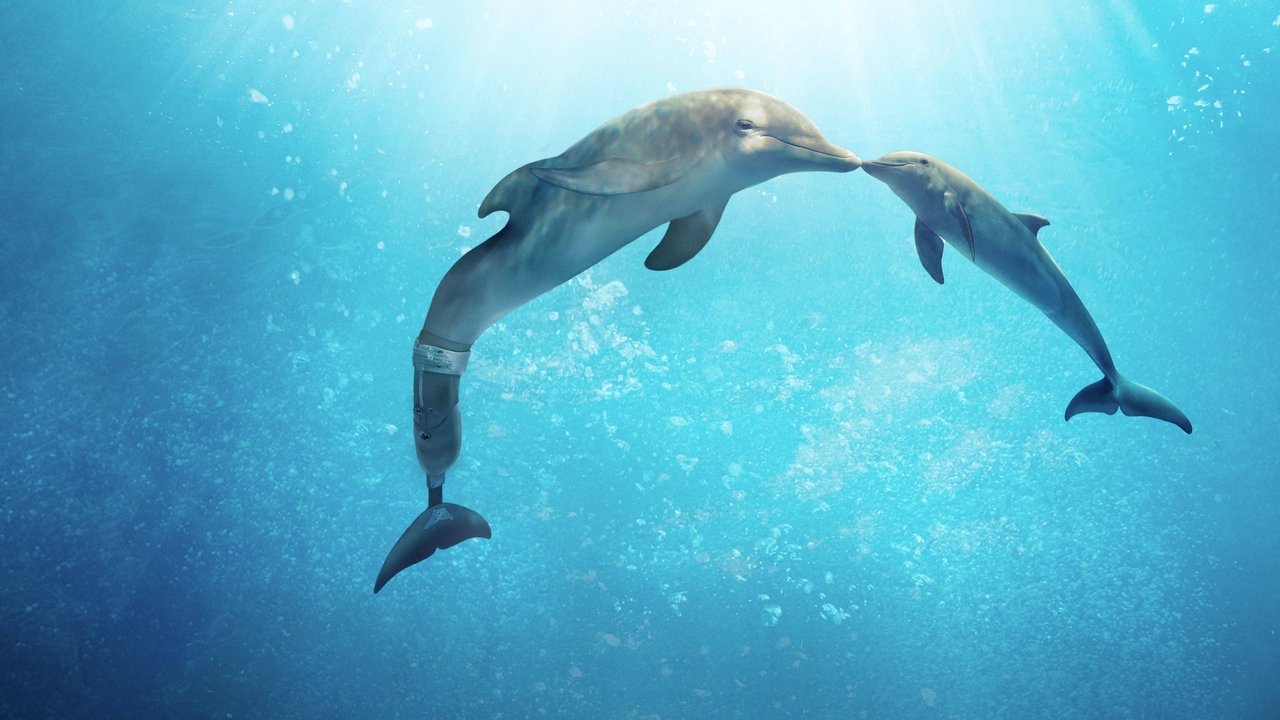 Backdrop image for movie Dolphin Tale 2