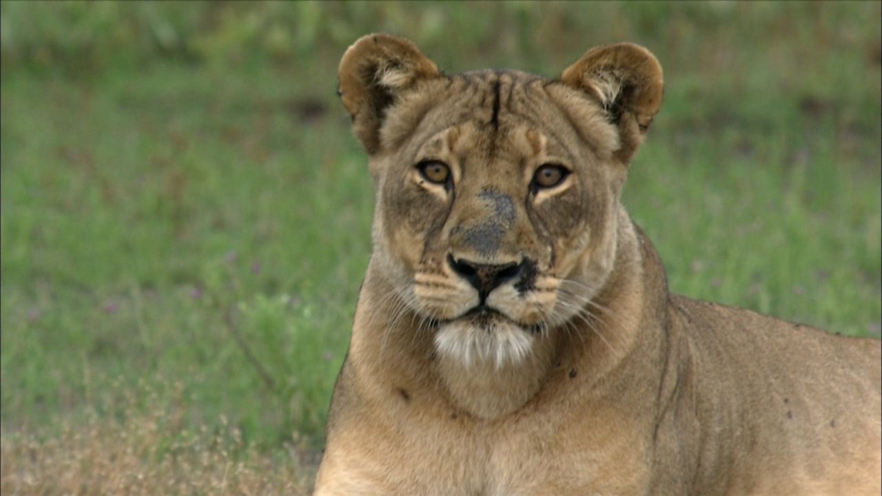 Backdrop image for movie The Real Lion Queen