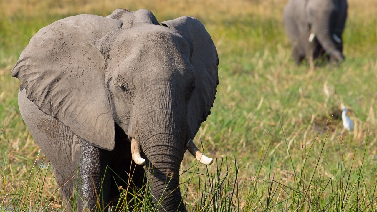 Backdrop image for movie Elephant