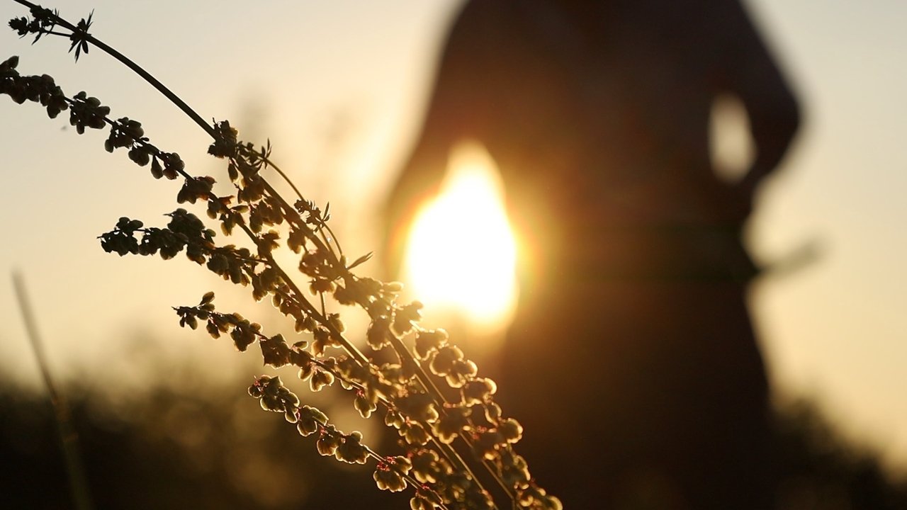 Backdrop image for movie Garden of Eden