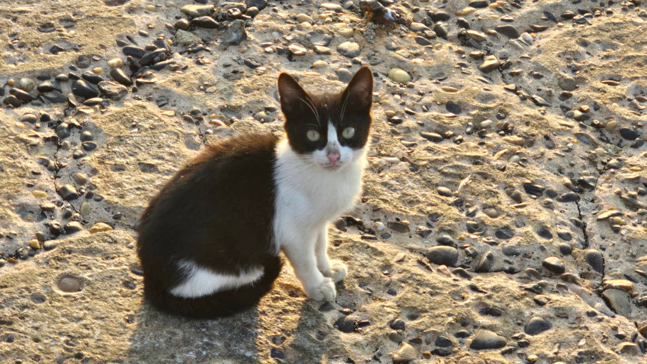 Backdrop image for movie Love Poems Part II: Alexandria