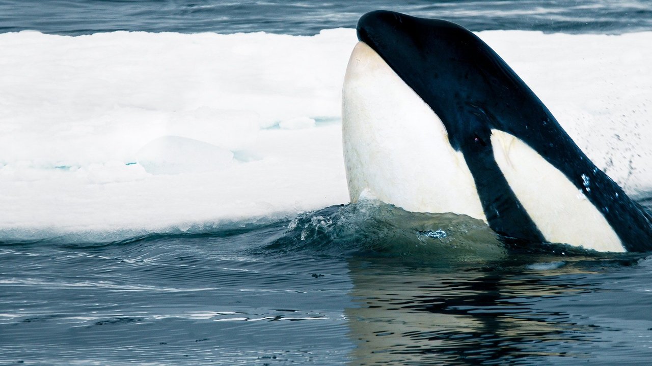 Backdrop image for movie Expedition Killer Whale