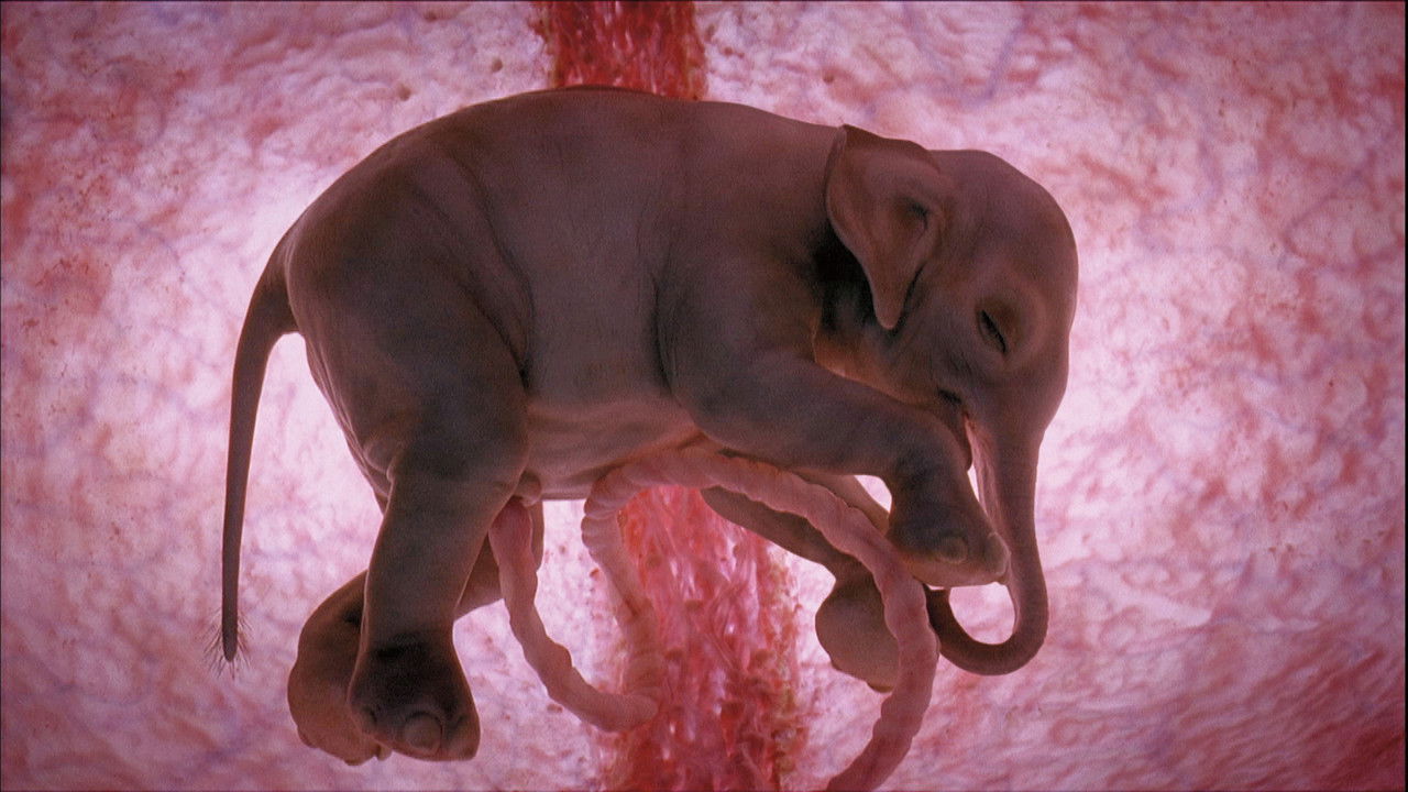 Backdrop image for movie In The Womb: Animals