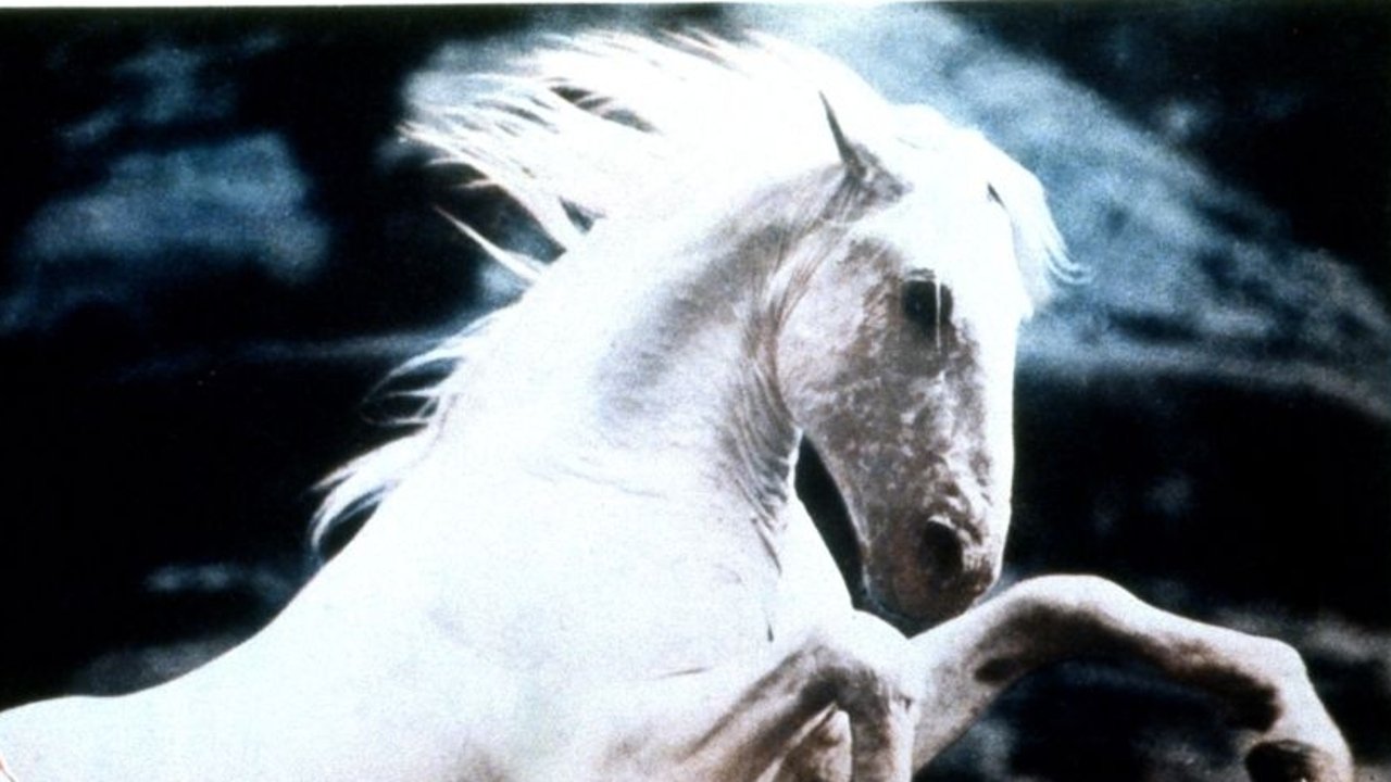Backdrop image for movie Silver Stallion
