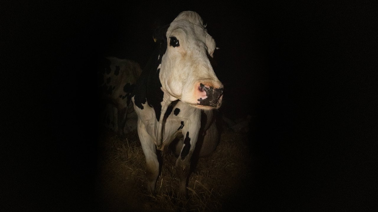 Backdrop image for movie Cow