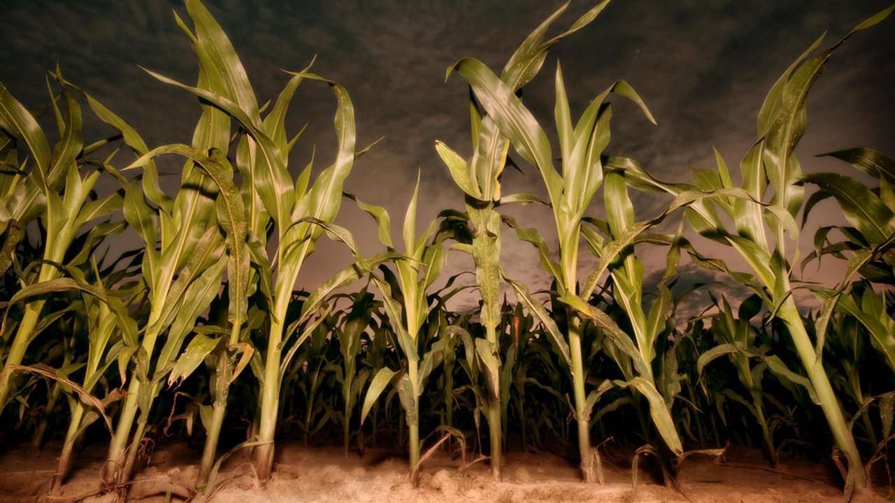 Backdrop image for movie Children of the Corn: Revelation