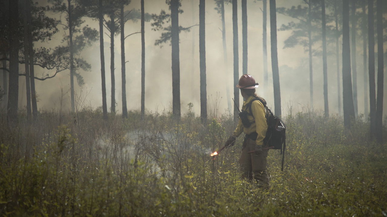 Backdrop image for movie Anchor Point