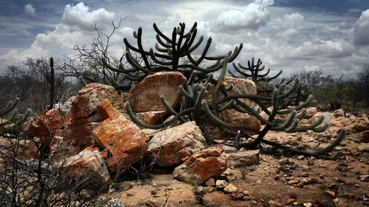 Backdrop image for movie A Cabeça do Santo
