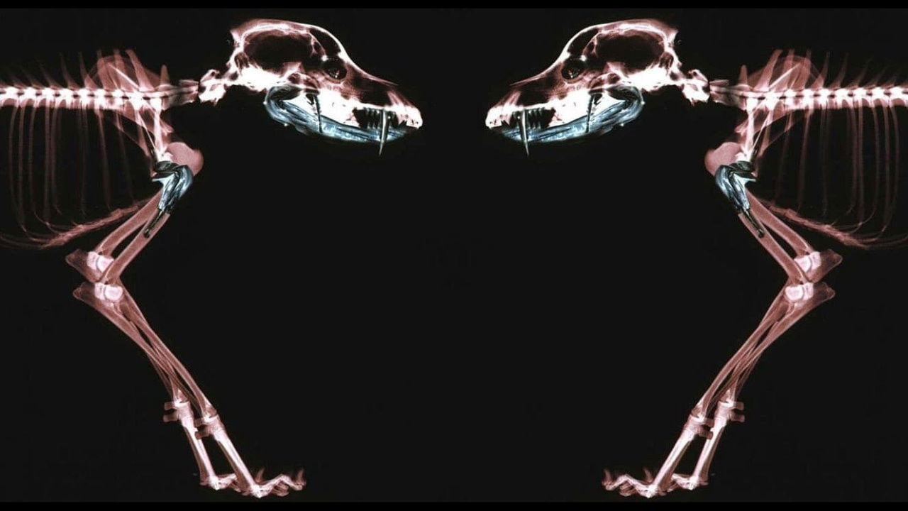 Backdrop image for movie Rottweiler