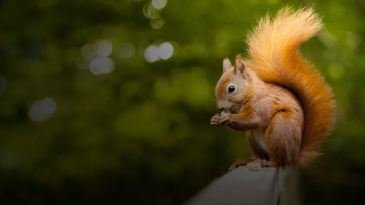 Backdrop image for movie Écureuil : Les Tribulations d'une forestière