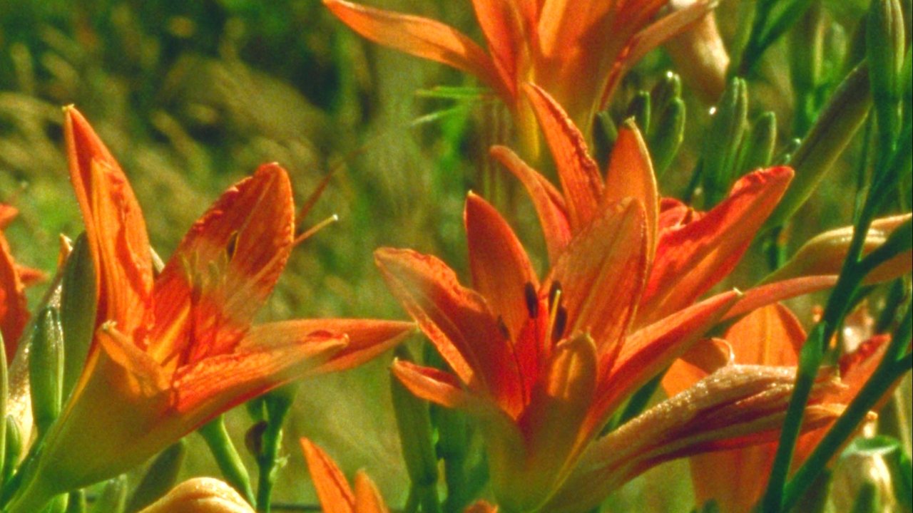 Backdrop image for movie A World of Dew
