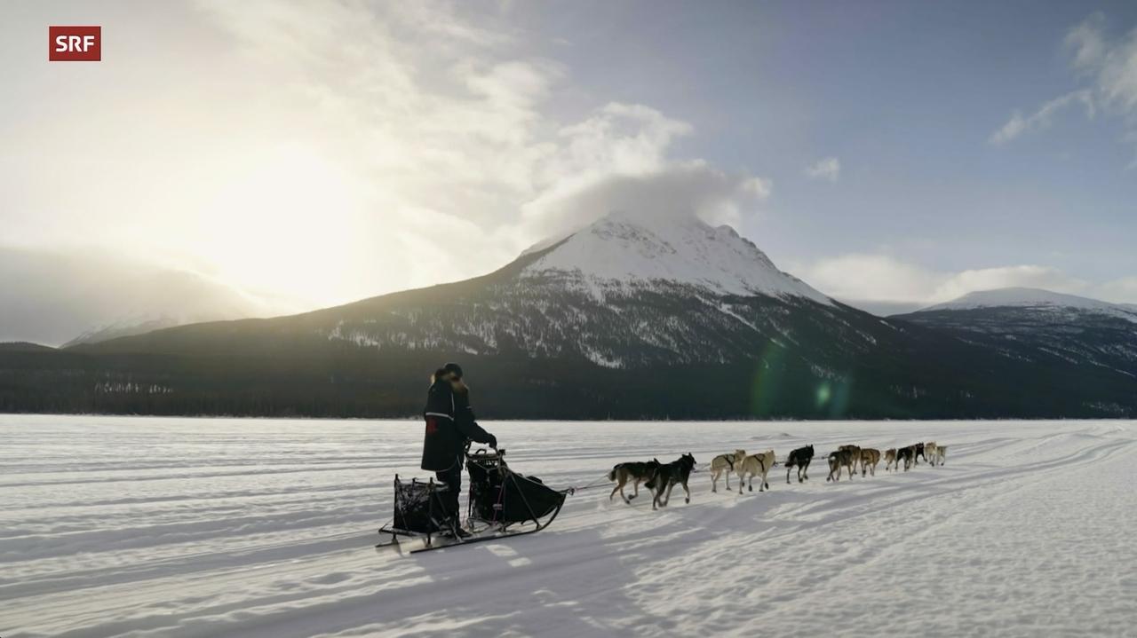 Backdrop image for movie Musher, l'appel de l'Alaska