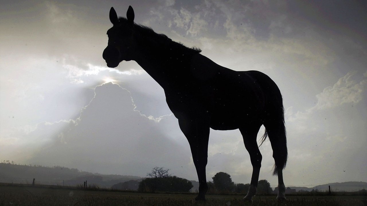 Backdrop image for movie Der Sturm - Tiere bei Blitz und Donner
